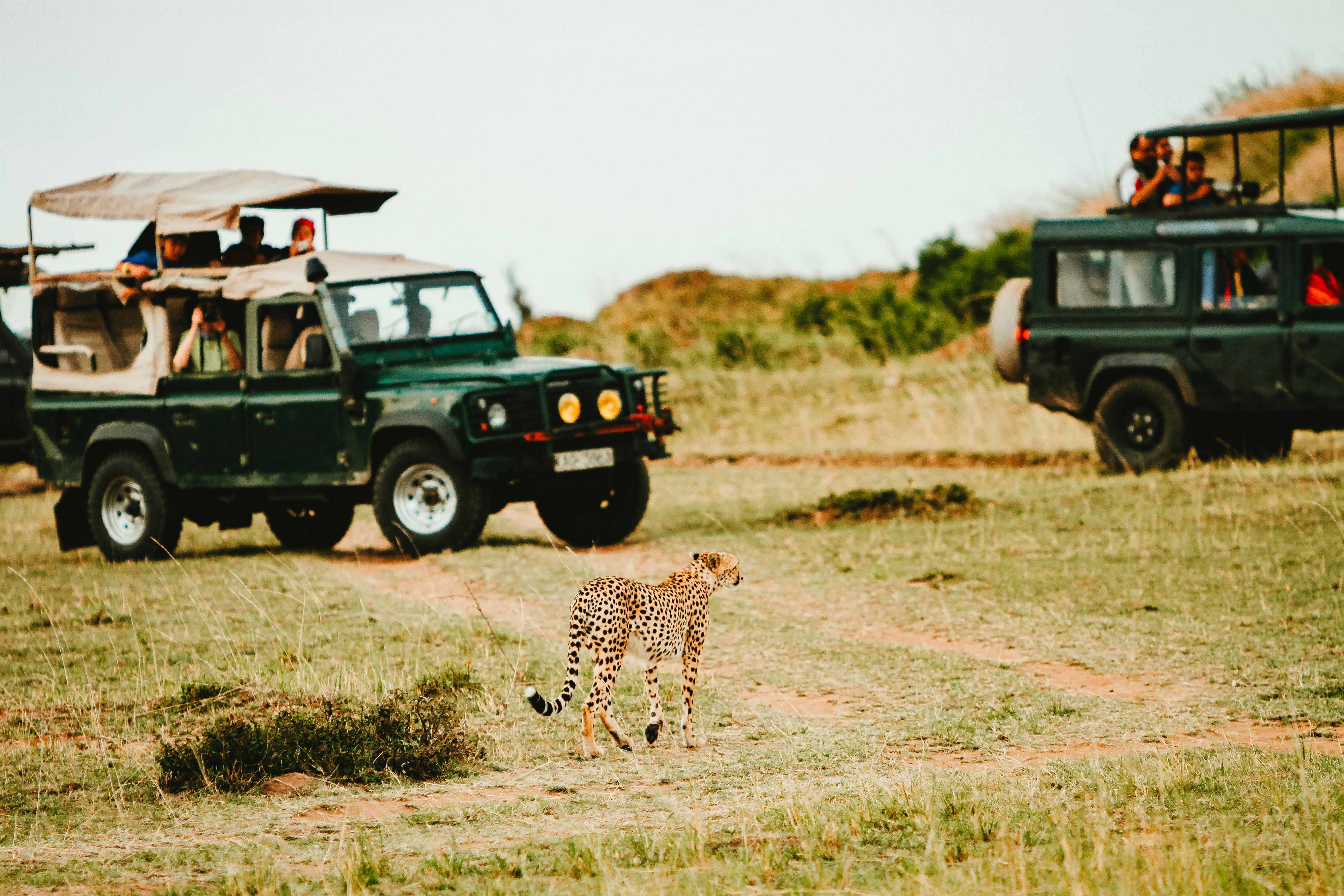 Safari vehicle in the wild