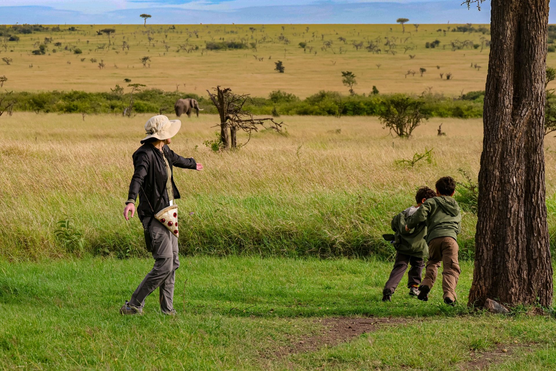 Safari landscape aerial view