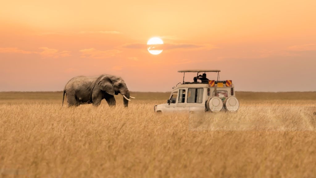 Founders on safari